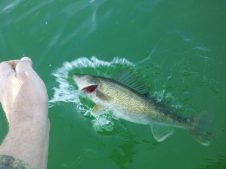 Double Down to Win with Walleyes