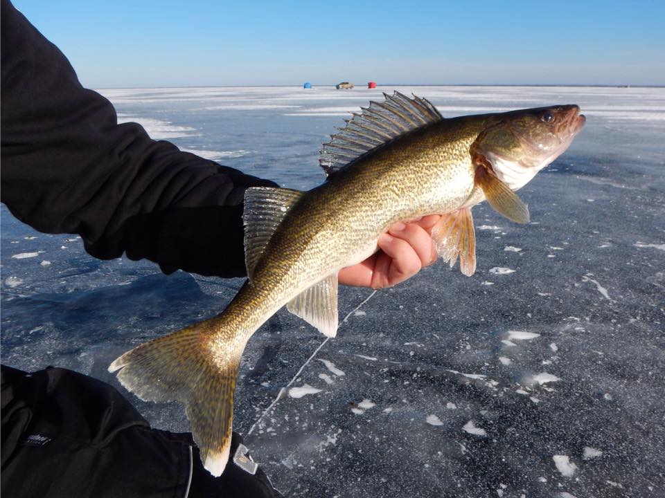 Tip Ups and Winter Walleyes - THE NEXT BITE TV