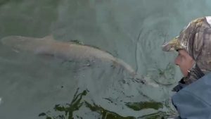 Is there a difference patterning early season muskies in clear water vs murky water?