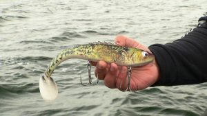 Baits of Choice for Casting During the Fall for Muskies
