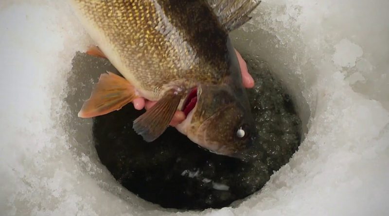 How to Catch Late Summer Walleyes With Shiver Minnows (video