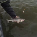 Add a Minnow to Bait in Fall to Catch More Sauger
