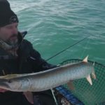 Muskie Migration on Lake St. Clair