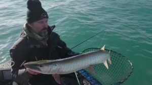 Muskie Migration on Lake St. Clair
